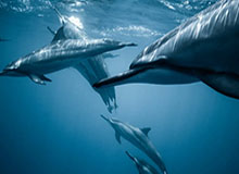 K8凯发：开启数字娱乐新纪元的全方位体验